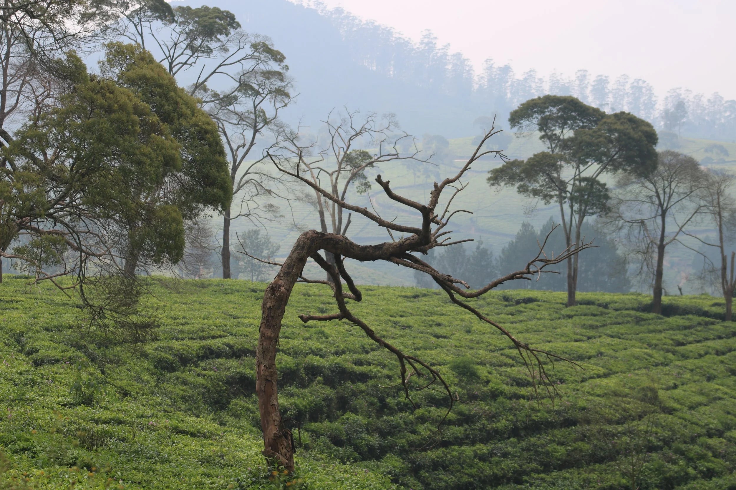 Java