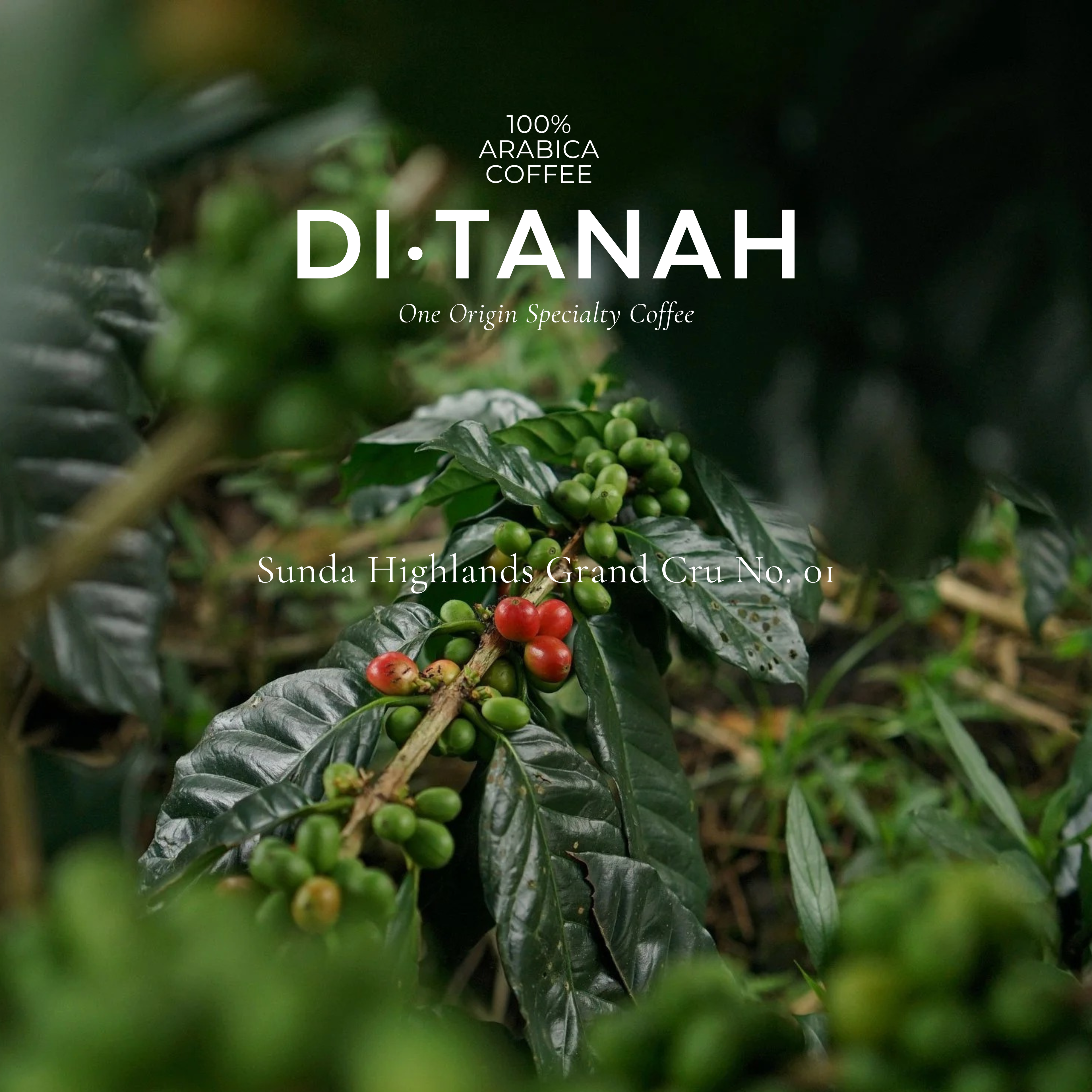 Sunda Highlands Grand Cru