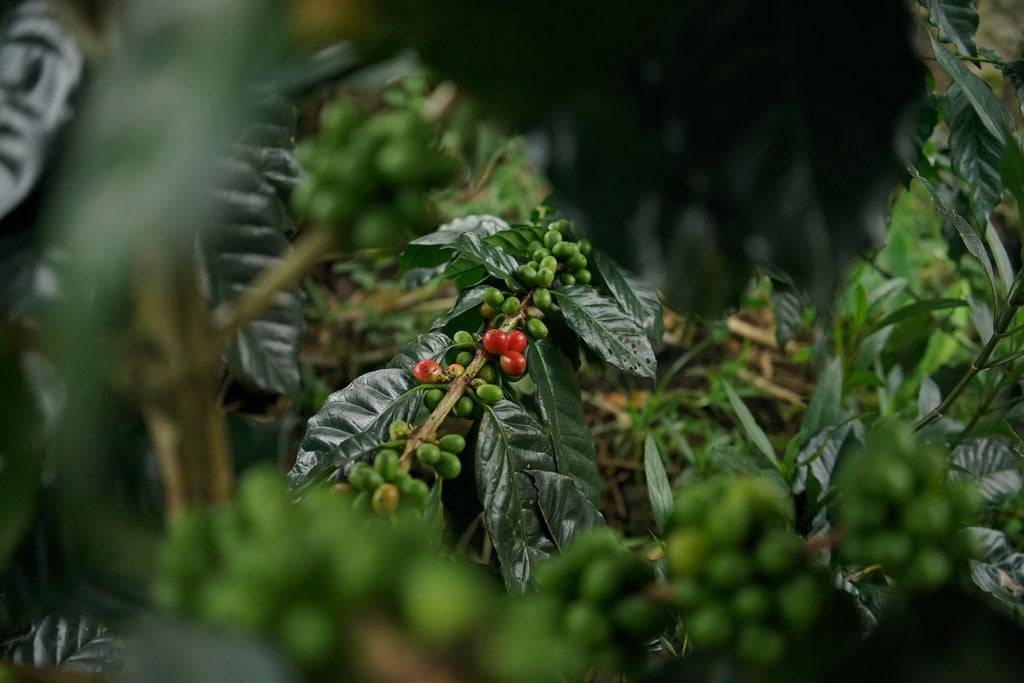 [PRE-ORDER] De Java Sindoro
