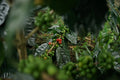 [PRE-ORDER] De Java Sindoro