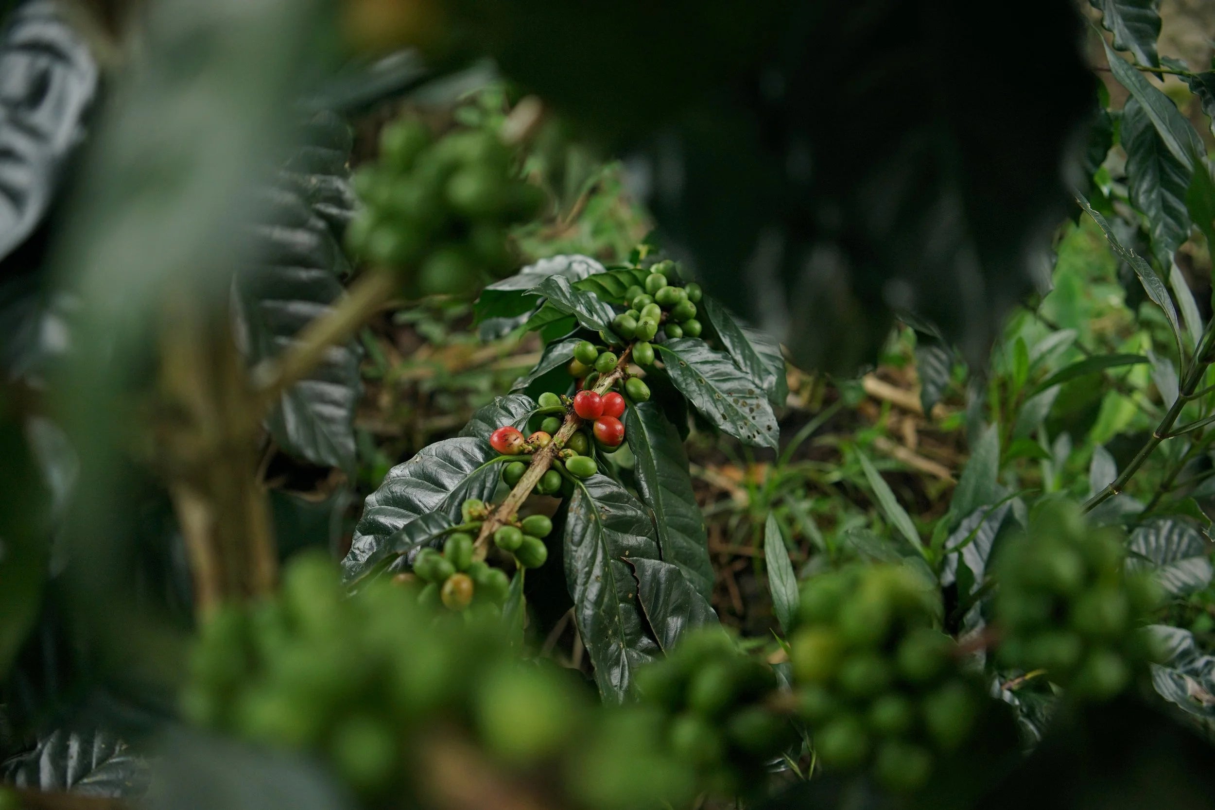 [PRE-ORDER] De Java Sindoro