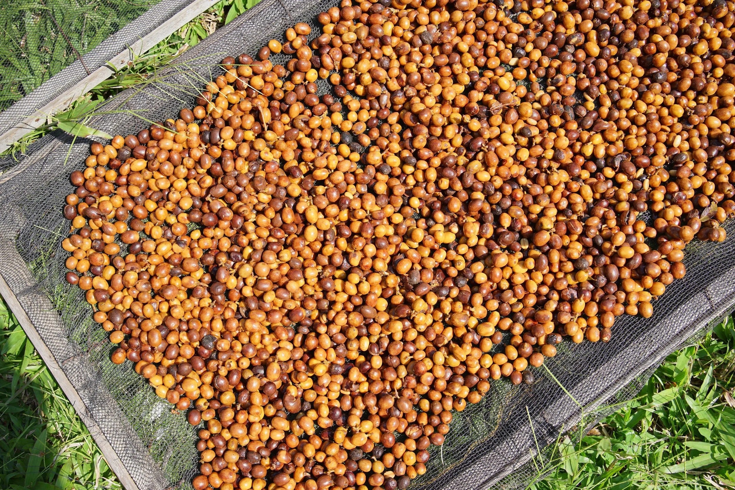 [PRE-ORDER] De Java Sindoro